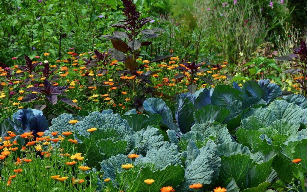 potager amenagement jardin var 83