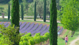 Création et entretien de jardin dans les parcs et domaines viticoles du Var 83